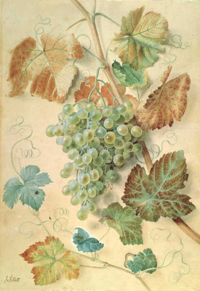 Detail of White Grapes by James Sillett