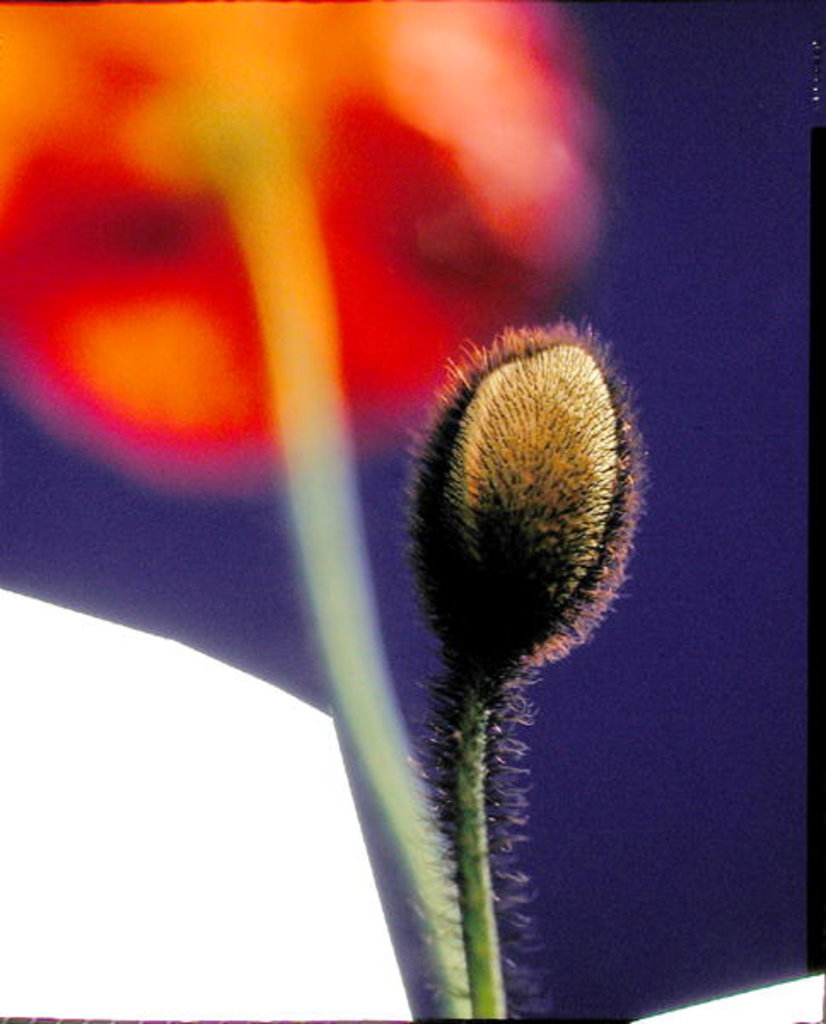 Detail of Poppy bud, 1996 by Norman Hollands
