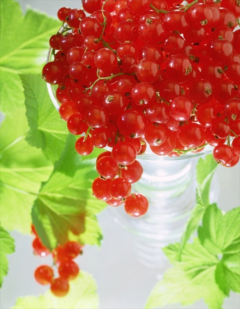 Detail of Redcurrants & leaves, 1996 by Norman Hollands