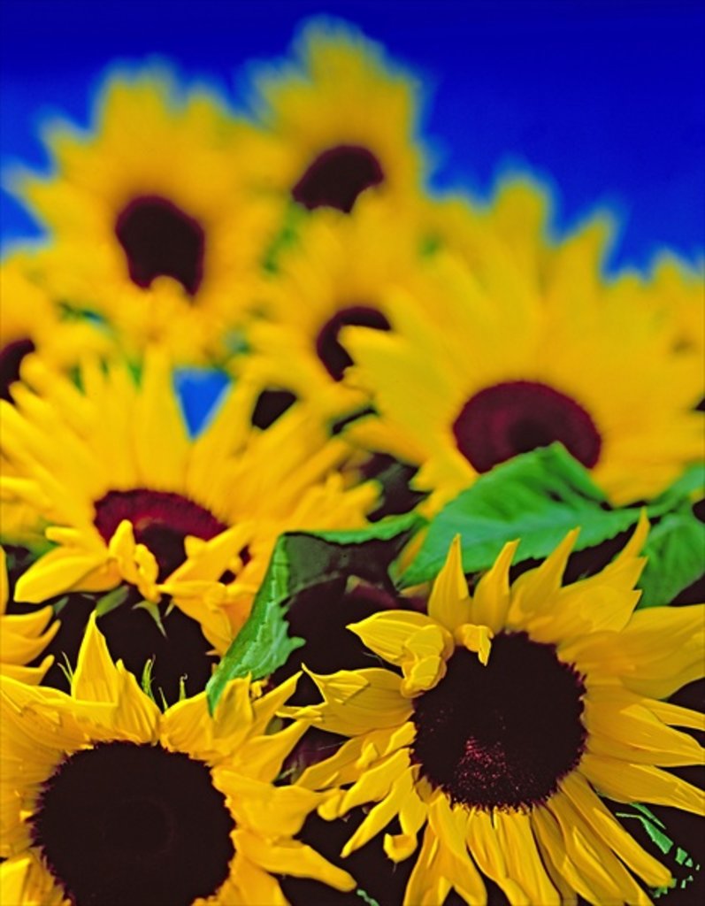 Detail of Sunflower relief, 1999 by Norman Hollands