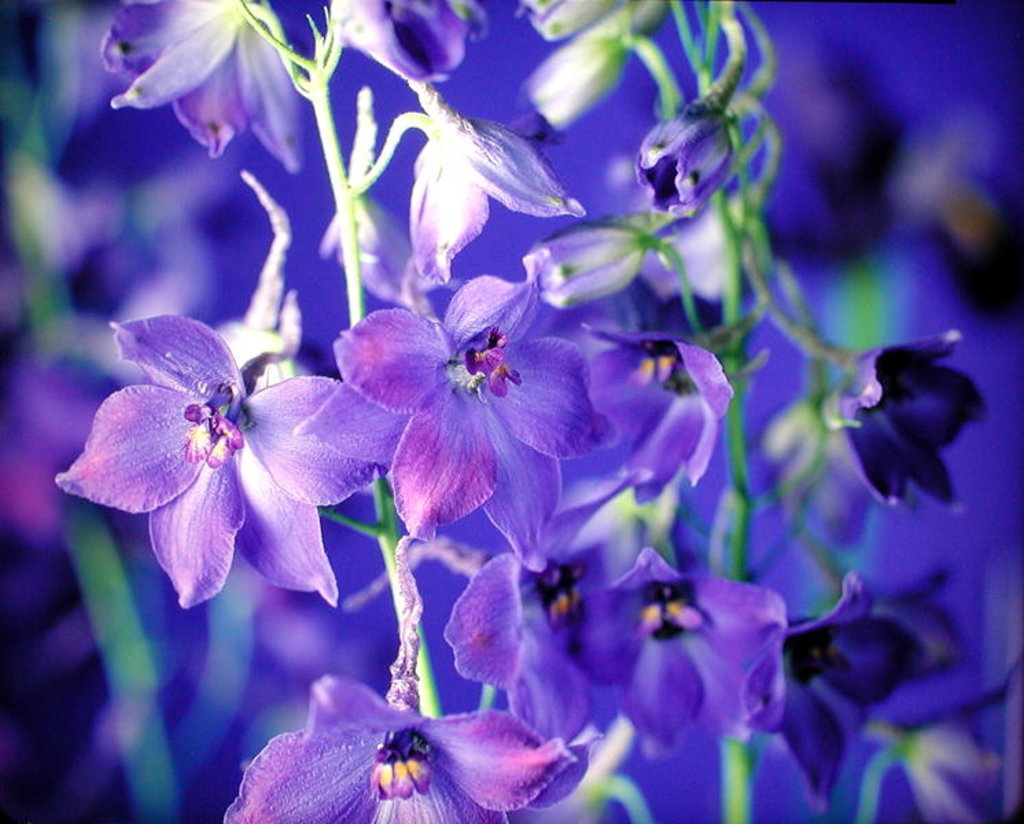 Detail of Delphina, 1998 by Norman Hollands