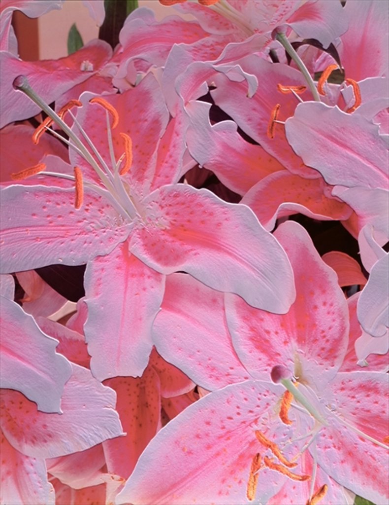 Detail of Tiger lily relief, 1999 by Norman Hollands