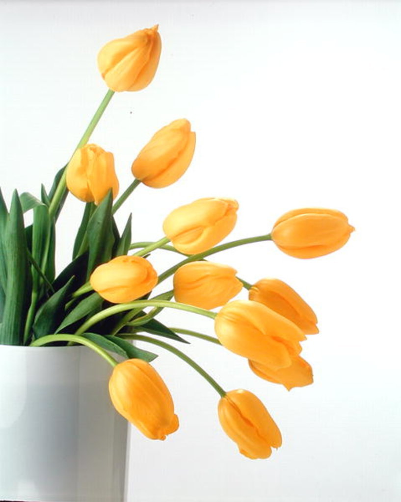 Detail of Yellow Tulips II, 1999 by Norman Hollands