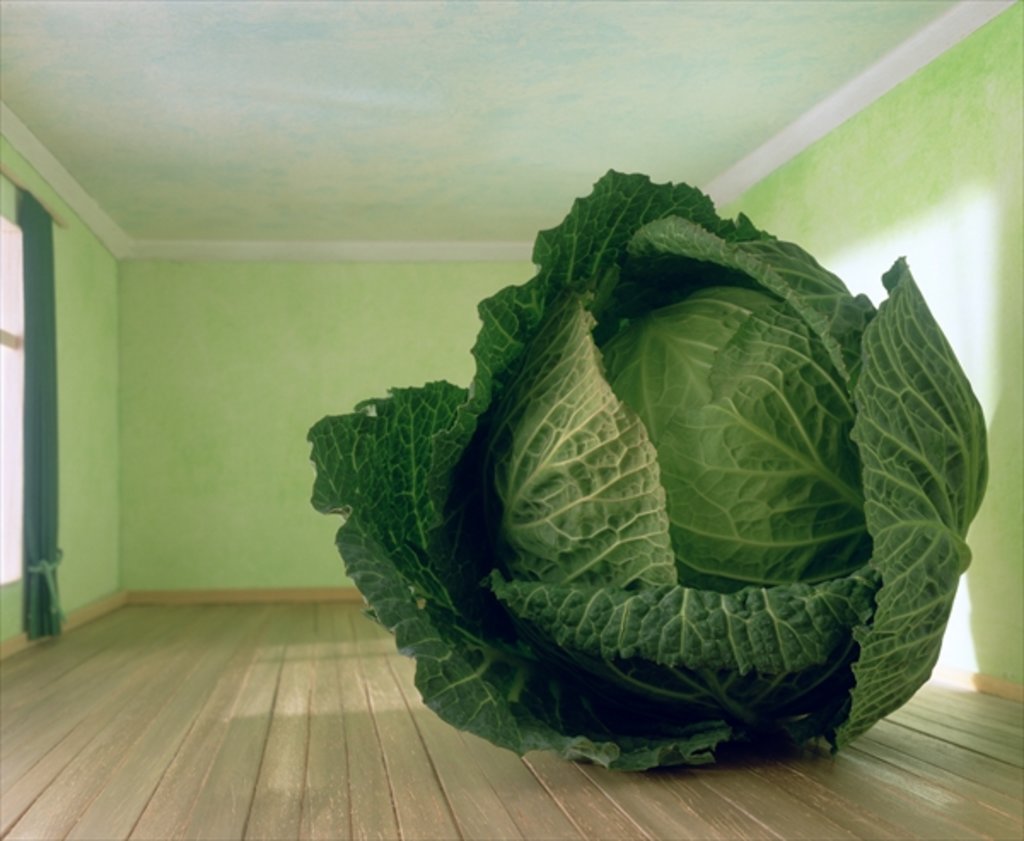 Detail of Cabbage, 1995 by Norman Hollands