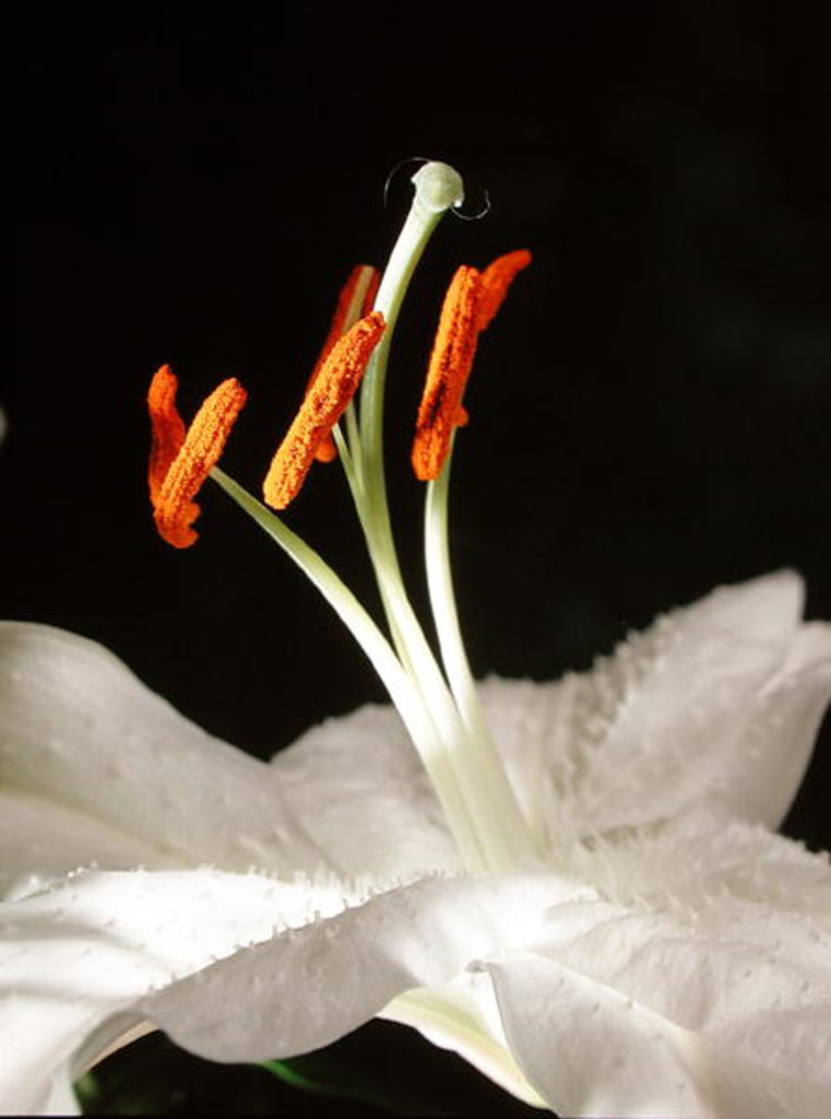 Detail of Lily Stamens, 2001 by Norman Hollands
