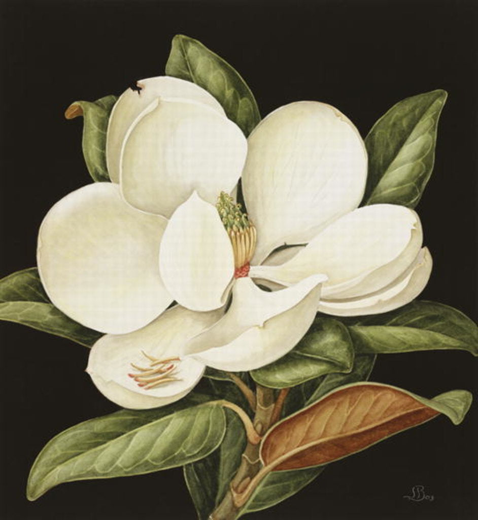 Detail of Magnolia Grandiflora, 2003 by Jenny Barron