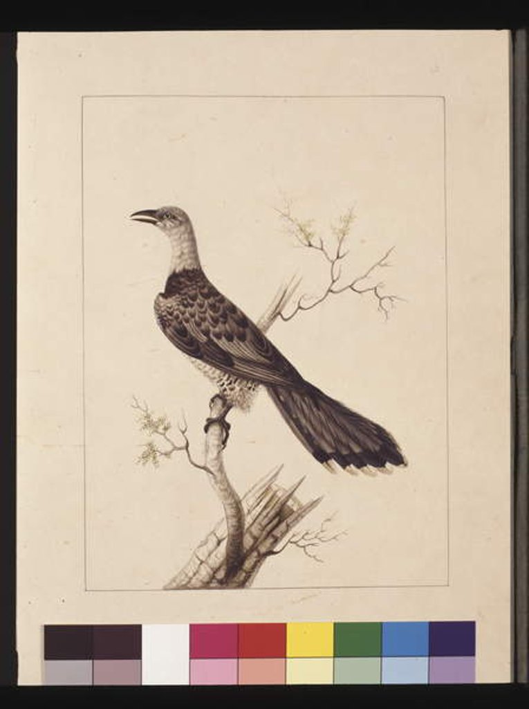 Detail of Page 1. Anomalous Hornbill: Signed l.c. Sarah Smith. Now known as a Channel-billed Cuckoo, c.1789-90 by Sarah Stone
