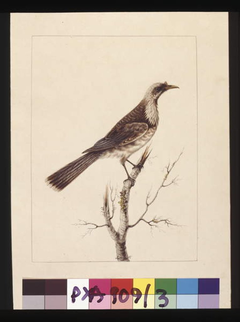 Detail of Page 3. Knob, Fronted Bee Eater: Signed l.c. Sarah Smith. Now known as a Friar bird, c.1789-90 by Sarah Stone