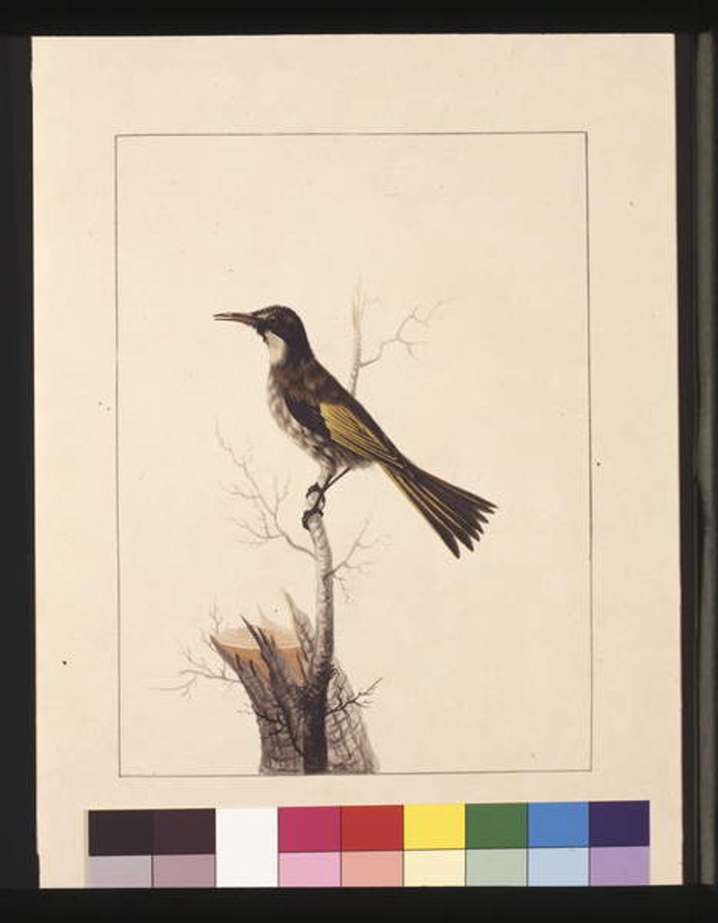 Detail of Page 5. New Holland Creeper. Now known as a White-cheeked honey eater, c.1789-90 by Sarah Stone