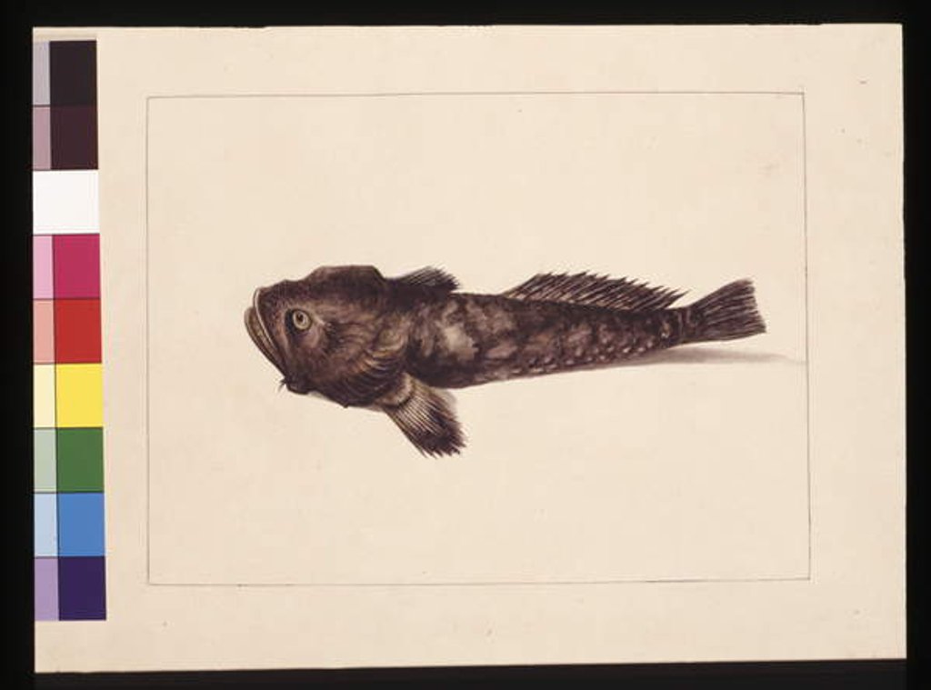 Detail of Page 8. Doubtful Lophius. Now known as a Frog Fish, c.1789-90 by Sarah Stone