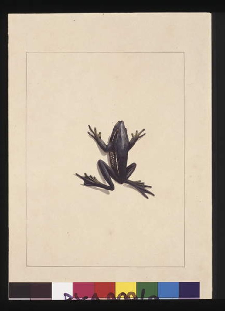 Detail of Page 9. Blue Frog. Now known as a Green Tree frog, c.1789-90 by Sarah Stone