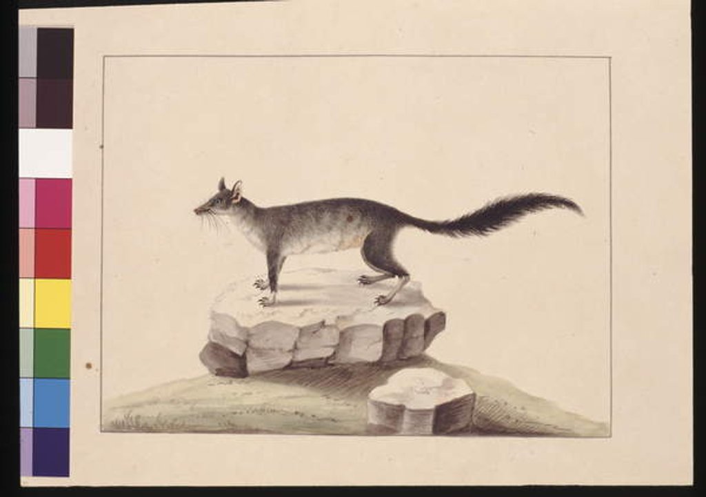 Detail of Page 10. Tapoa Tafa. Now known as a Brush-tailed Phascogale, c.1789-90 by Sarah Stone
