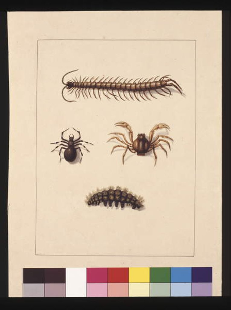 Detail of Page 11. Insects of New South Wales. Now known as Common centipede, Spider genus Isopeda, Soldier Crab, Caterpillar, c.1789-90 by Sarah Stone