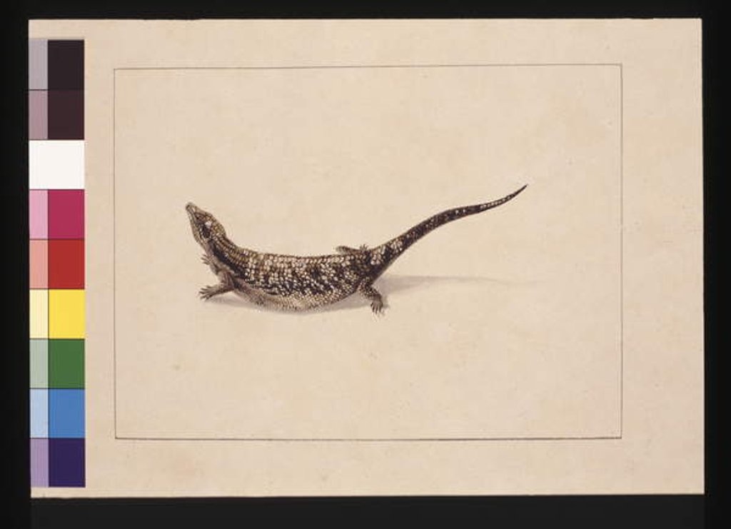Detail of Page 12. The Scincoid, or Skinc-Formed Lizard. Now known as a Blue-tongude lizard, c.1789-90 by Sarah Stone
