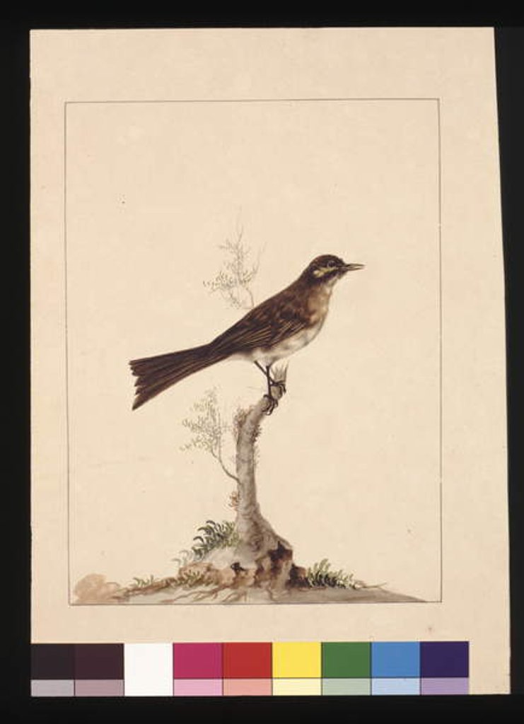 Detail of Page 14. Yellowed-eared Flycatcher. Now known as a Yellow-faced Honeyeater, c.1789-90 by Sarah Stone