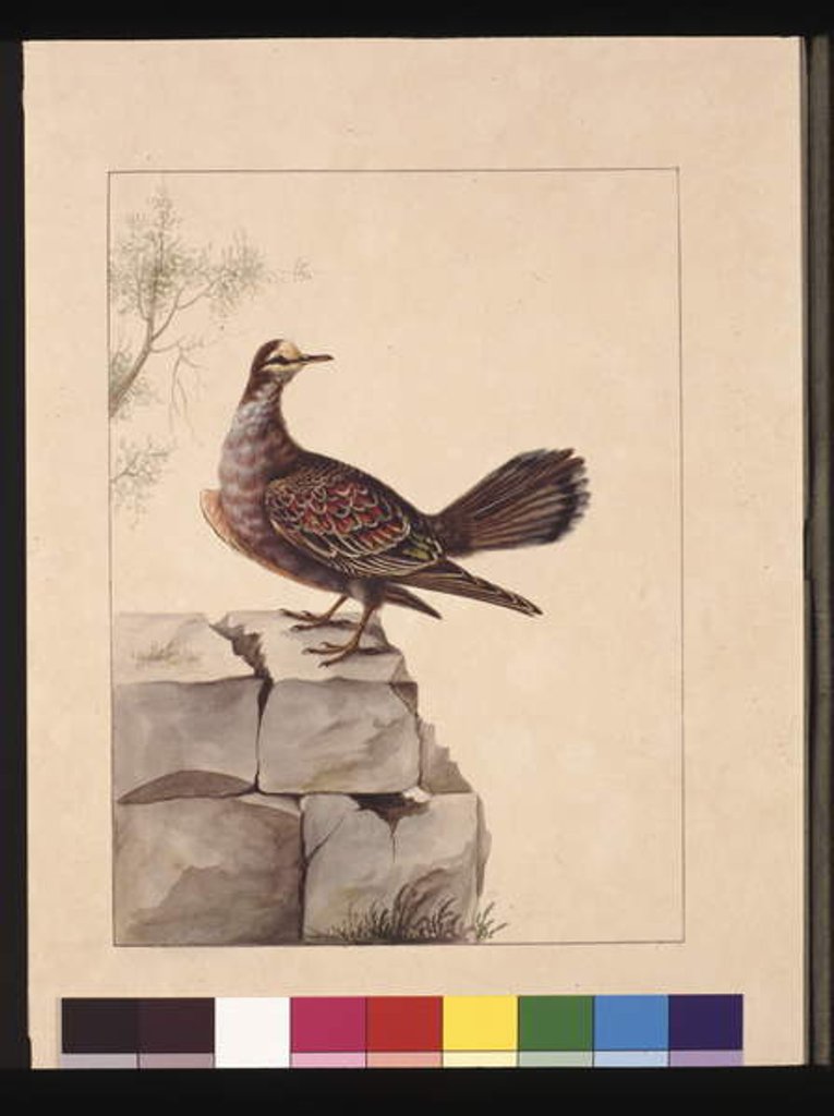 Detail of Page 15. Golden Winged Pidgeon. Now known as a Forest Bronzewing Pigeon, c.1789-90 by Sarah Stone