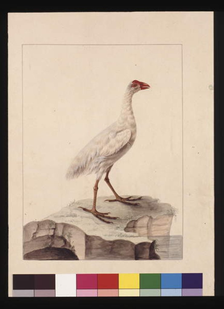 Detail of Page 16. White Fulica. Now known as a White Gallinule, c.1789-90 by Sarah Stone