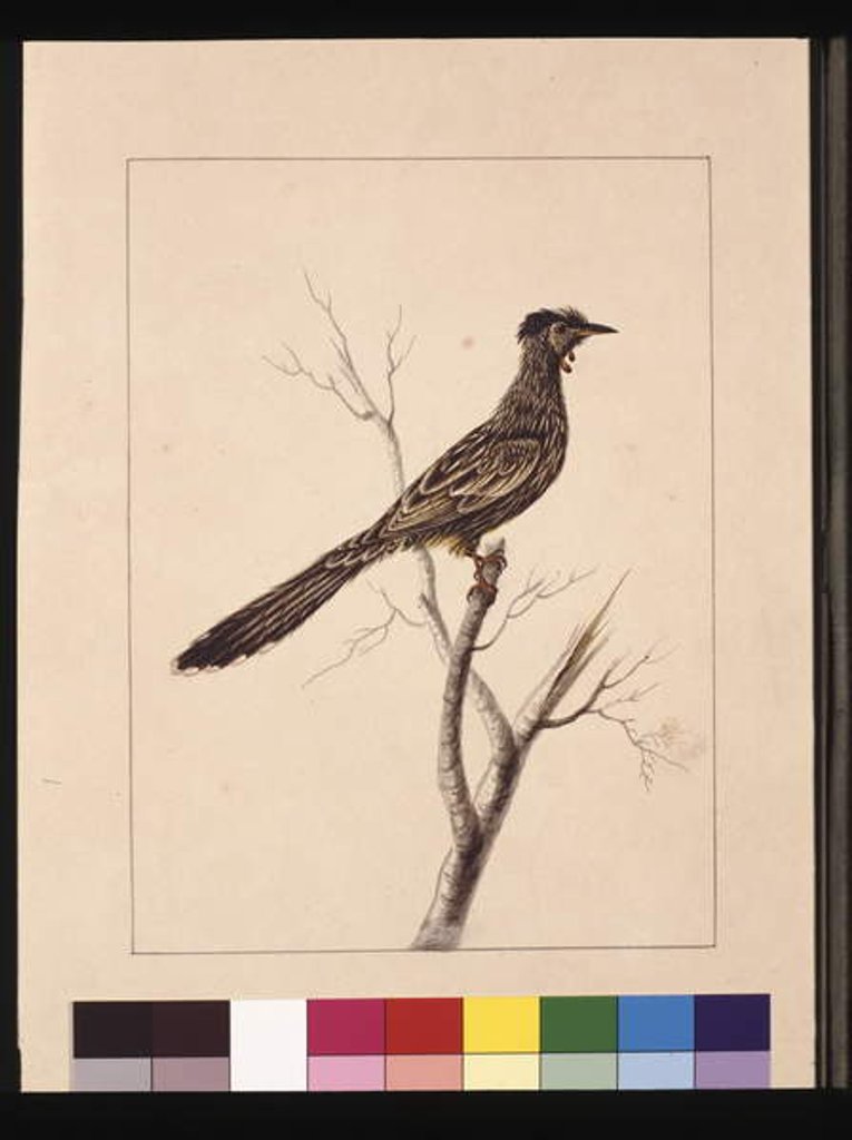 Detail of Page 17. Wattled Bee Eater. Now known as a Red Wattle, bird, c.1789-90 by Sarah Stone