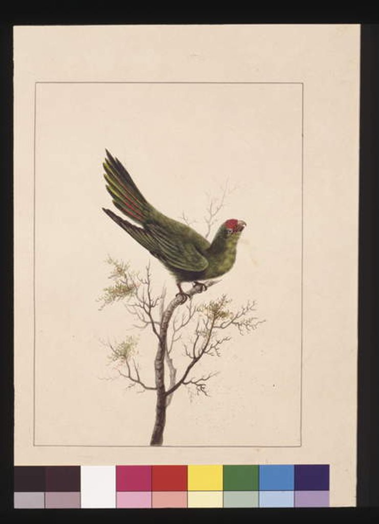 Detail of Page 18. Small Paraquet. Now known as a Little Lorikeet, c.1789-90 by Sarah Stone