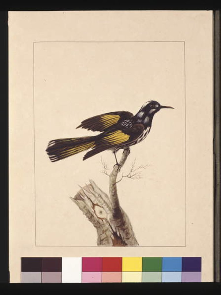 Detail of Page 19. New Holland Creeper. Now known as a New Holland honeyeater, c.1789-90 by Sarah Stone