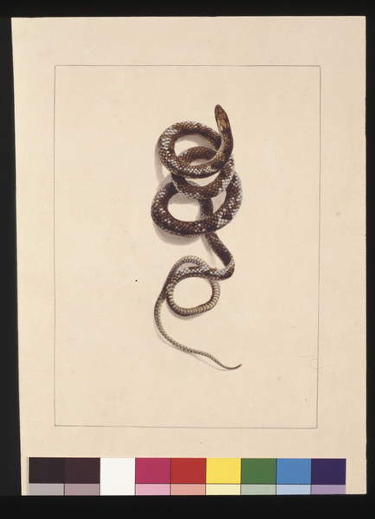 Detail of Page 20. Snake No.1. Now known as a Brown Snake, c.1789-90 by Sarah Stone