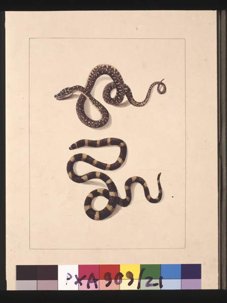Detail of Page 21. Snakes No. 1 & No.2. Now known as a Young diamond snake & a Bandy bandy, c.1789-90 by Sarah Stone