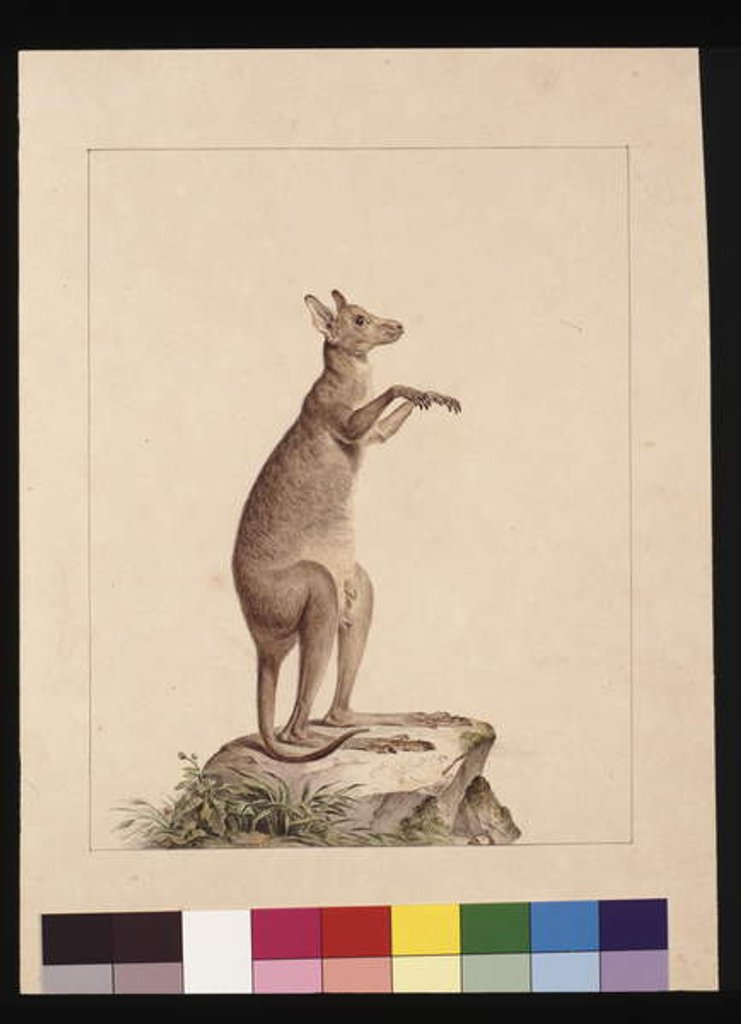 Detail of Page 22. A Kangaroo. Now known as a Kangaroo. Possibly by Charles Catton Junr, c.1789-90 by Sarah Stone