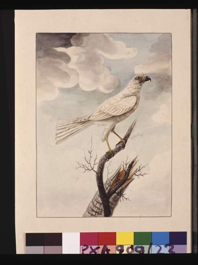 Detail of Page 23. White Hawke. Now known as a Grey Goshawk, c.1789-90 by Sarah Stone