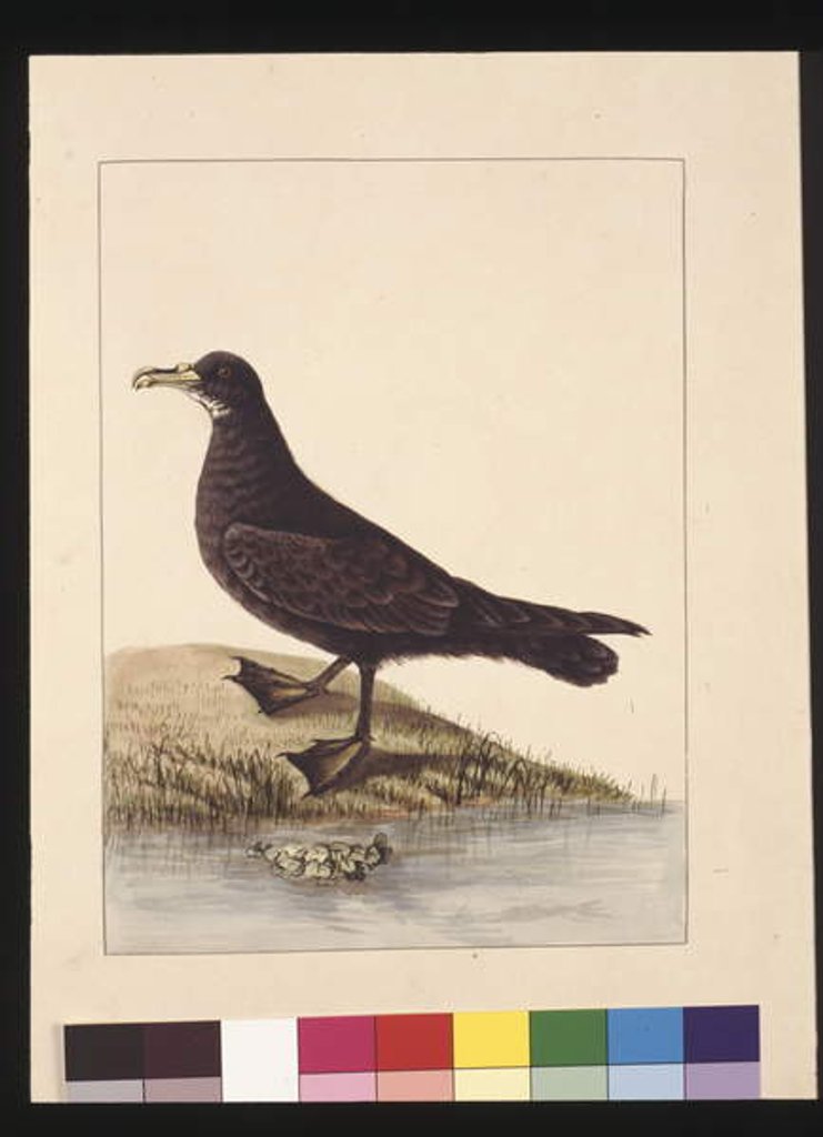 Detail of Page 24. Fuliginous Peteril. Now known as a White-chinned Petrel, c.1789-90 by Sarah Stone