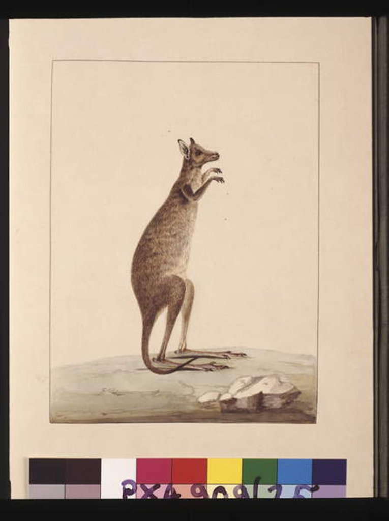 Detail of Page 25. A Kangaroo. Now known as a Kangaroo. Appears to be a Sarah Stone copy of a Charles Catton Junr. plate, c.1789-90 by Sarah Stone