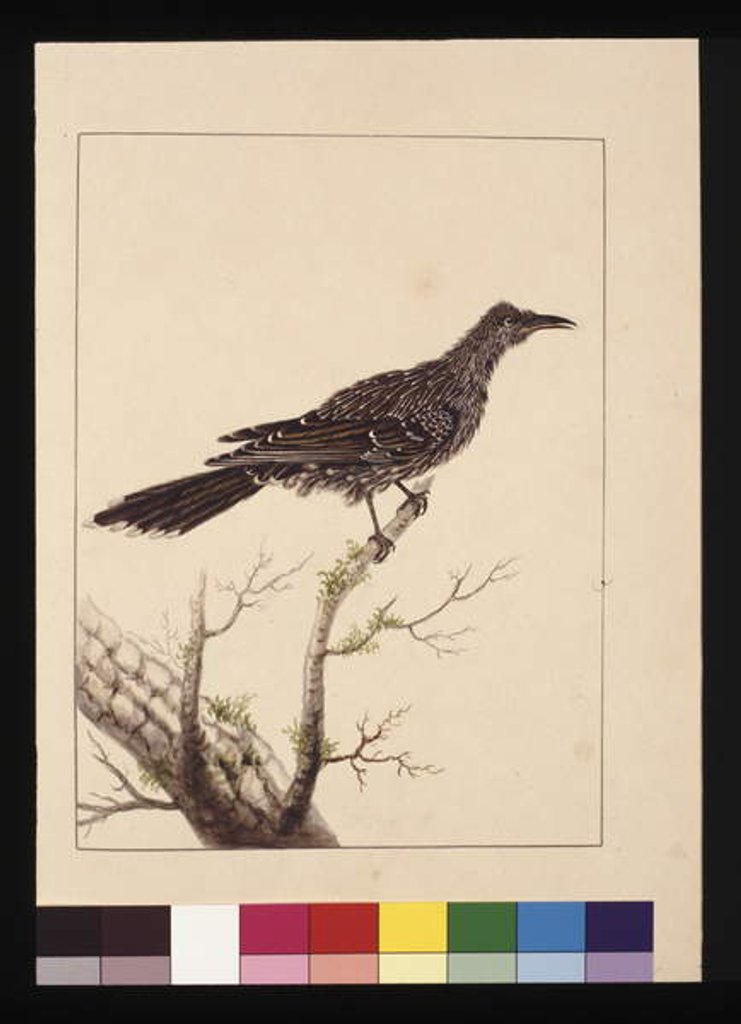 Detail of Page 26. Wattled Bee Eater female. Now known as a Little Wattle bird, c.1789-90 by Sarah Stone