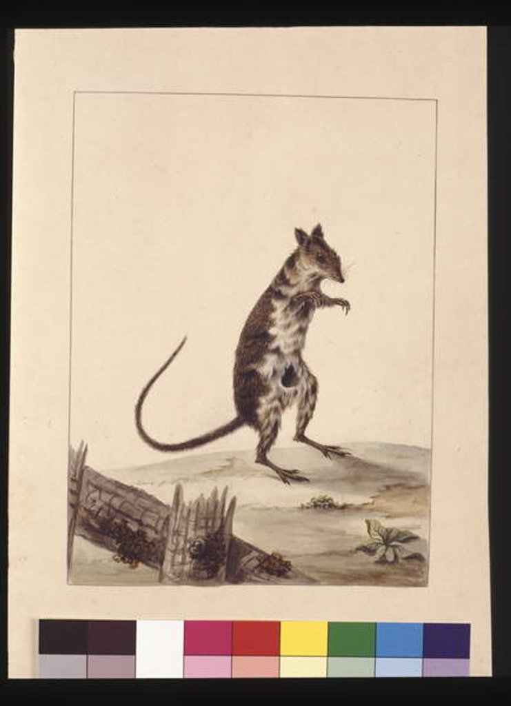 Detail of Page 27. Poto Roo or Kangaroo Rat. Now known as a Rufous Rat, kangaroo, c.1789-90 by Sarah Stone