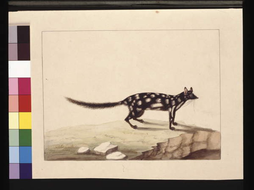 Detail of Page 28. A Tapoa Tafa. Now known as a Dasyurus quoll. Appears to be a Sarah Stone copy of a Charles Catton Junr. plate, c.1789-90 by Sarah Stone