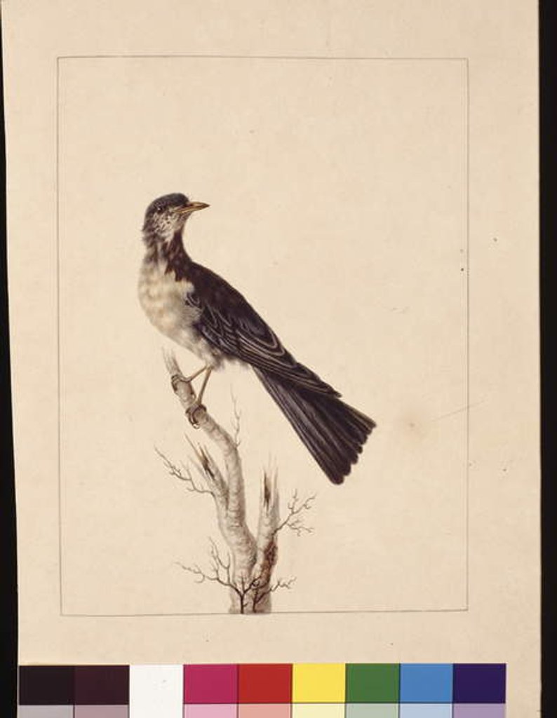 Detail of Page 29. Port Jackson Thrush. Now known as a Grey thrush spotted quail thrush?, c.1789-90 by Sarah Stone