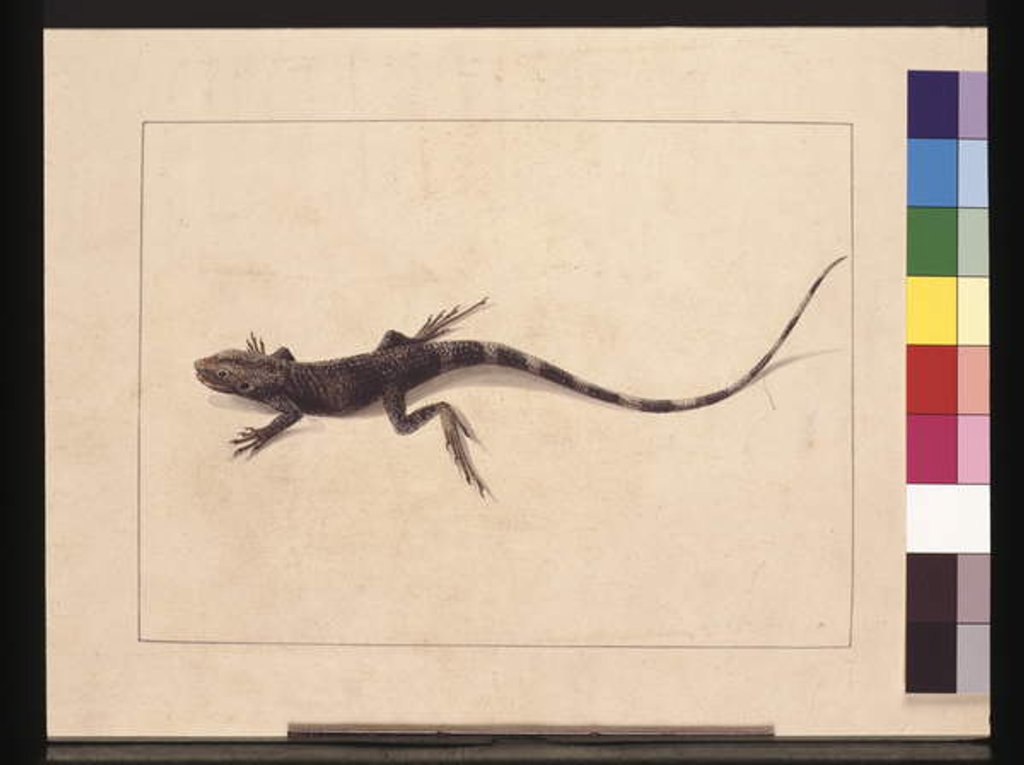 Detail of Page 31. Muricated Lizard. Now known as a Tree Dragon, c.1789-90 by Sarah Stone