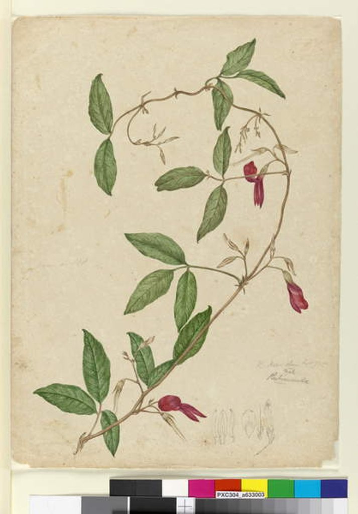 Detail of Kennedia rubicunda, c.1803-06 by John William Lewin