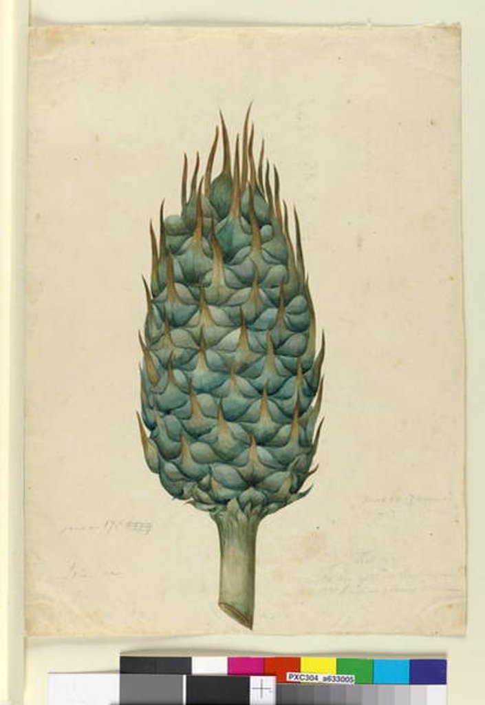 Detail of Macrozamia, c.1803-06 by John William Lewin
