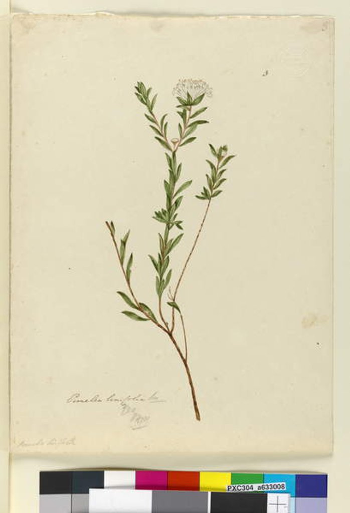 Detail of Page 3. Pimelea linifolia, c.1803-06 by John William Lewin