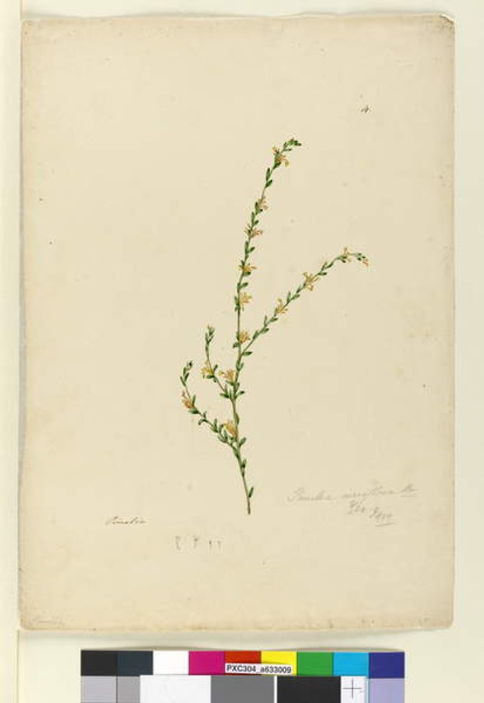 Detail of Page 4. Pimelea curviflora, c.1803-06 by John William Lewin