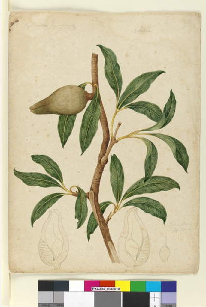 Detail of Page 5. Xylomelum pyriforme, c.1803-06 by John William Lewin
