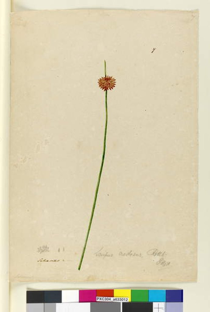 Detail of Page 7. Scirpus nodosus, c.1803-06 by John William Lewin