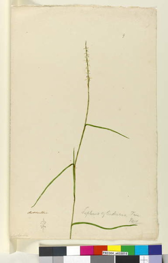 Detail of Page 9. Lepturus cylindricus, c.1803-06 by John William Lewin