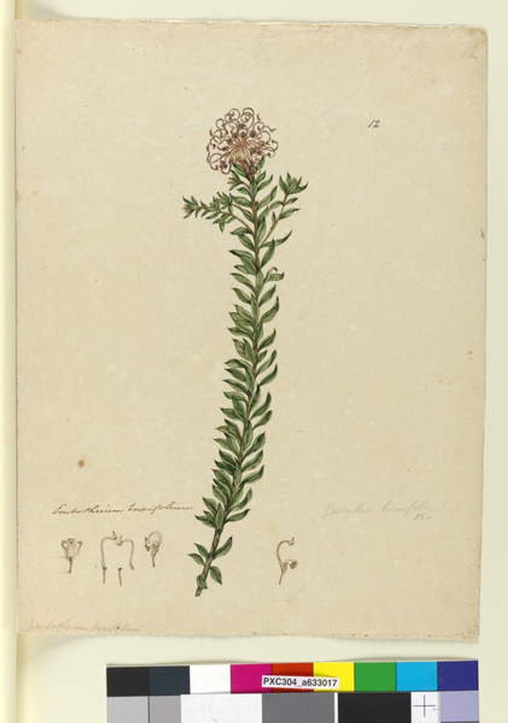 Detail of Page 12. Grevillea buxifolia, c.1803-06 by John William Lewin