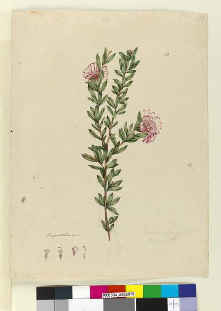 Detail of Grevillea punicea, c.1803-06 by John William Lewin
