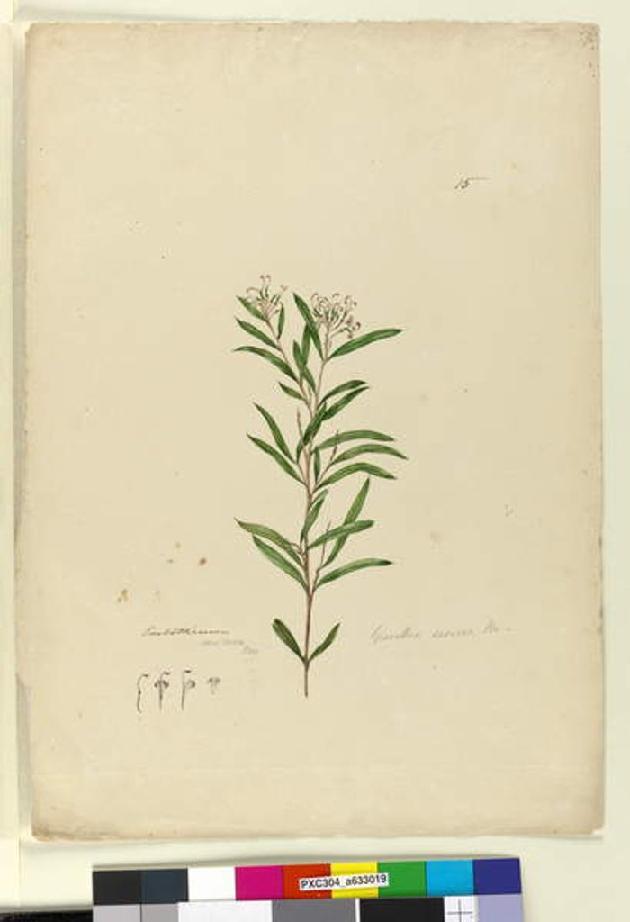 Detail of Page 15. Grevillea sericea, c.1803-06 by John William Lewin