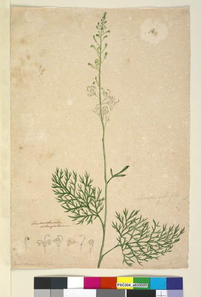 Detail of Lomatia silaifolia, c.1803-06 by John William Lewin