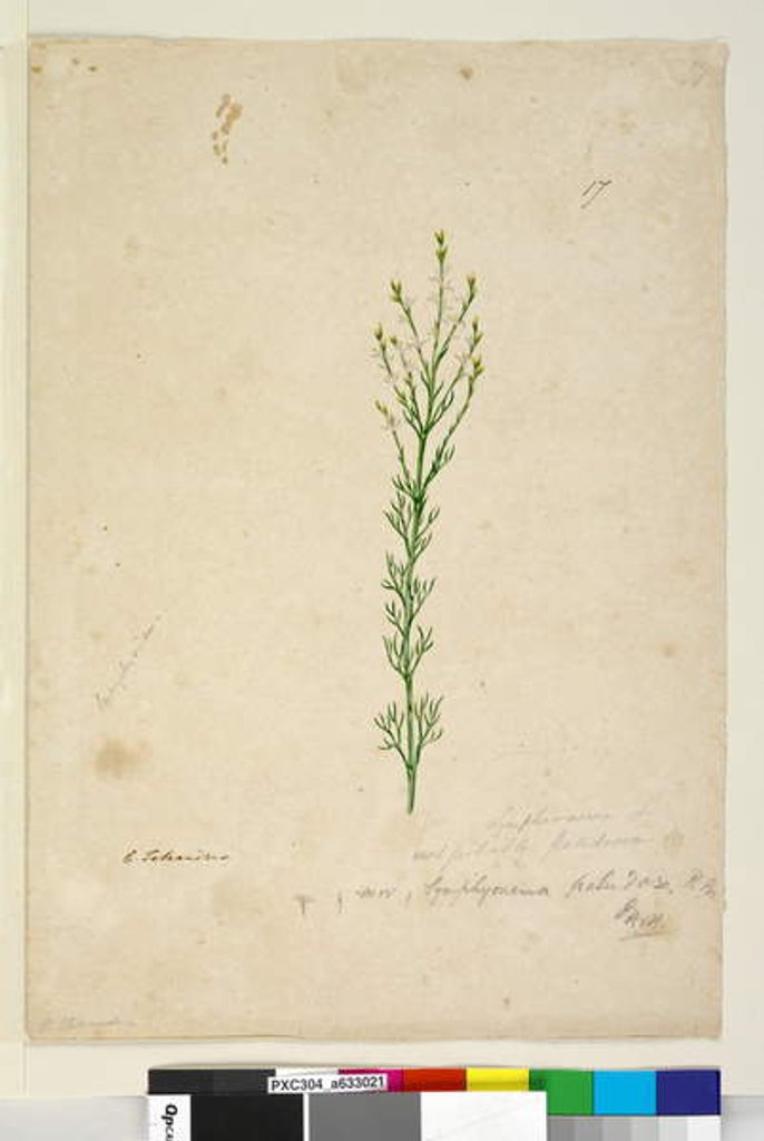 Detail of Page 17. Symphionema paludosum, c.1803-06 by John William Lewin