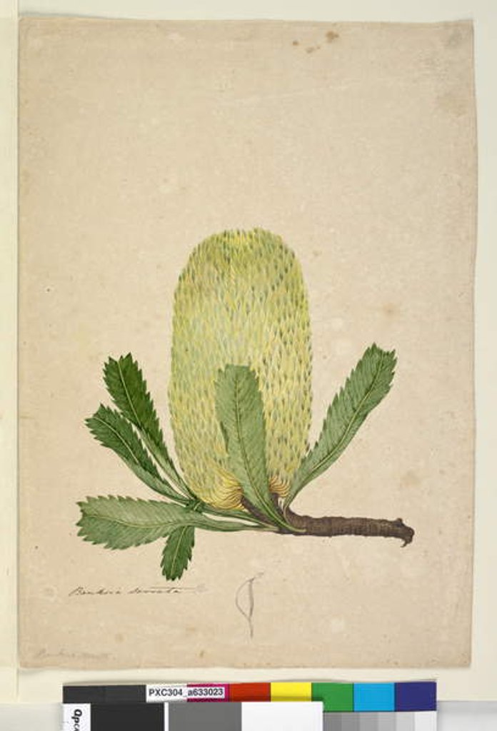 Detail of Page 19. Banksia serrata, c.1803-06 by John William Lewin