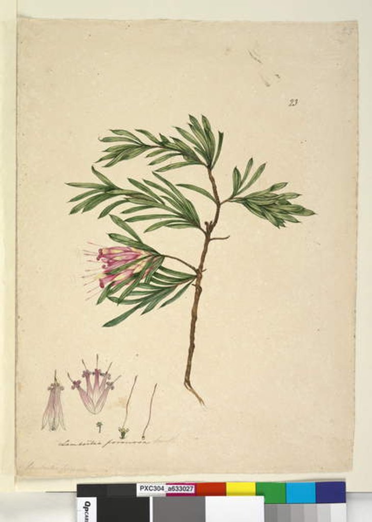Detail of Page 23. Lambertia formosa, c.1803-06 by John William Lewin