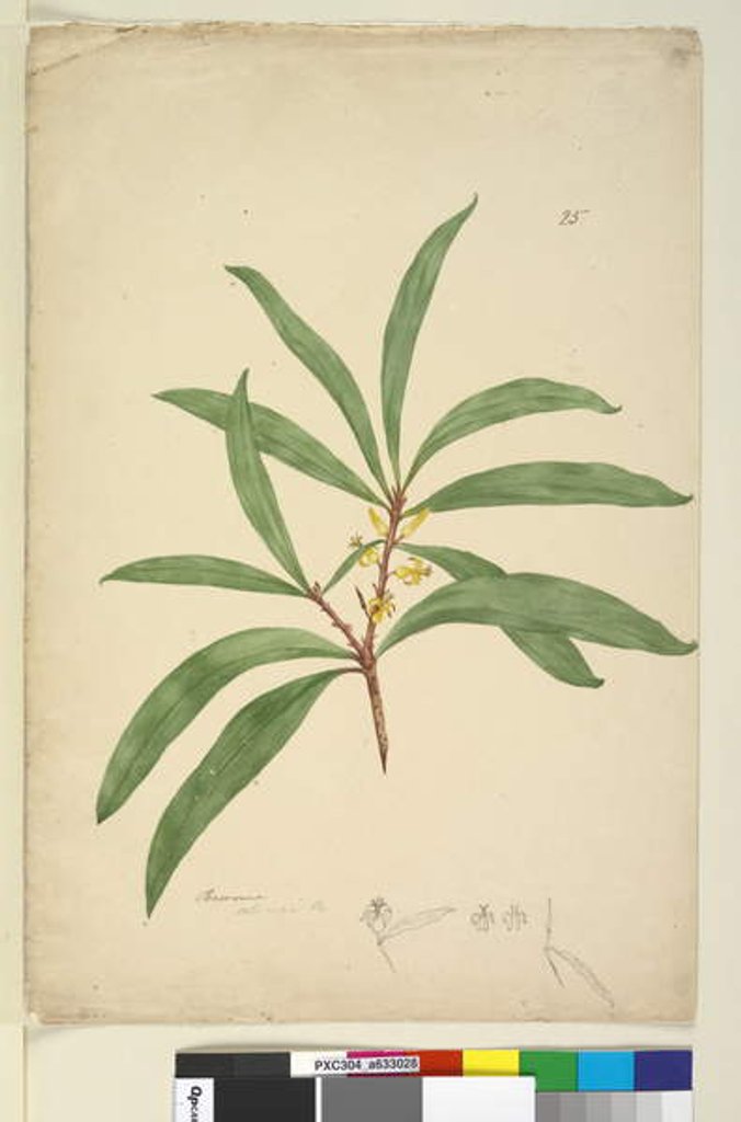 Detail of Page 25. Persoonia salicina, c.1803-06 by John William Lewin